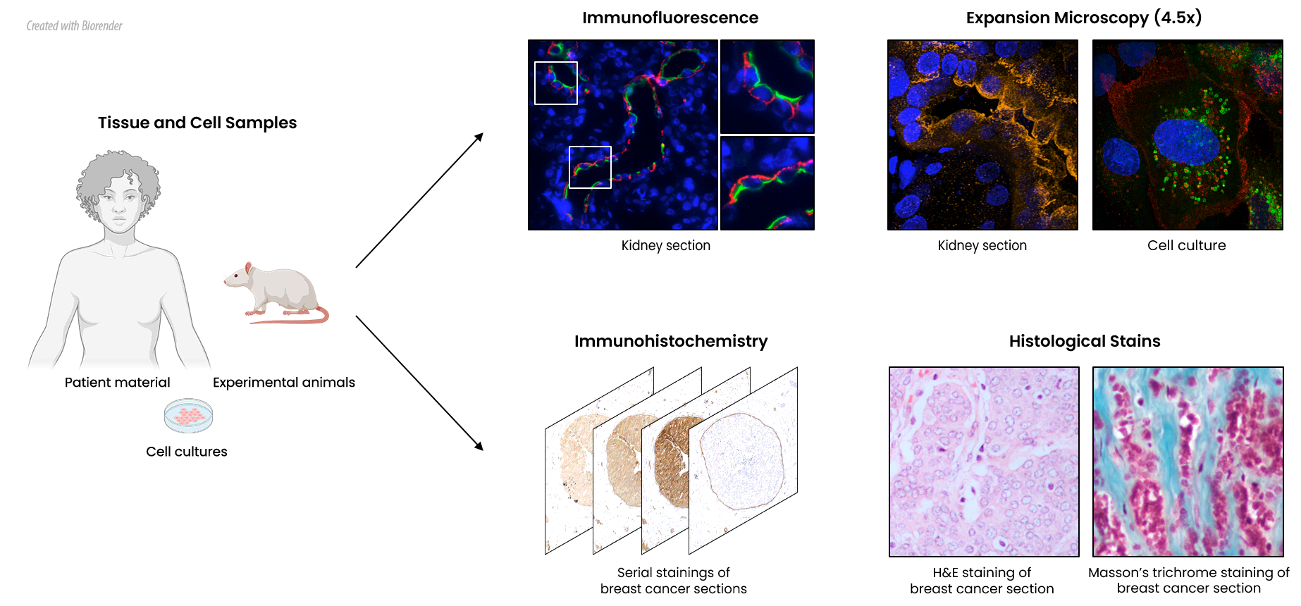 Abstrakt, der viser mikroskopiteknikker, afdelingen kan udføre: Immunfluorescens, ekspansionsmikroskopi, immunhistokemi og histologisk farvning.